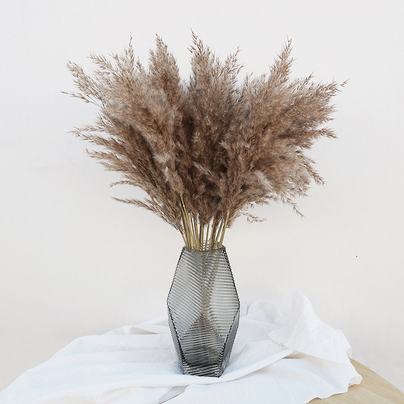 Lot de 10 roseaux naturels col - Pampas Grass Decor avis et prix